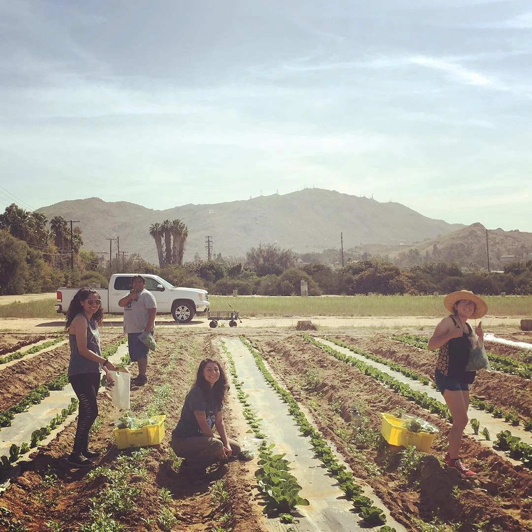 Students gardening